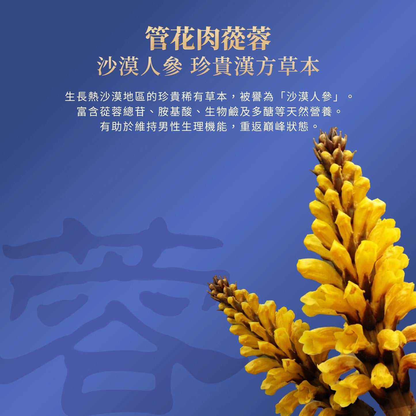 Vital Factor Botanical Beverage Mix